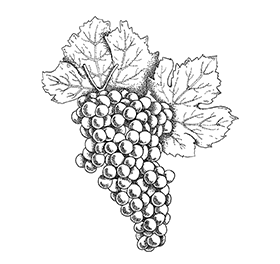 Macabeo Macabeo